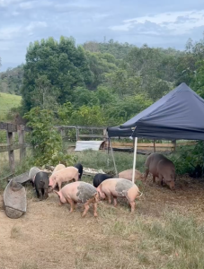 Sin shelter for pigs