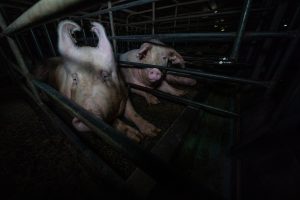 Image of Sow Stalls