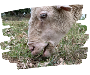 Sheep eating at sanctuary