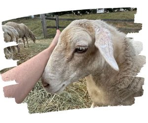 Sponsor of a rescued lamb stroking his face.