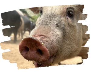 Picture of rescue piglet at sanctuary