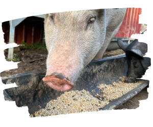 Rescued pig eating food