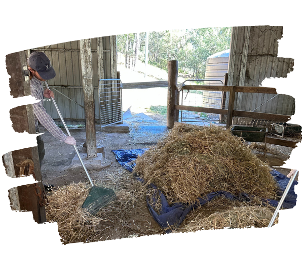 Mucking out hay bedding in the barn.