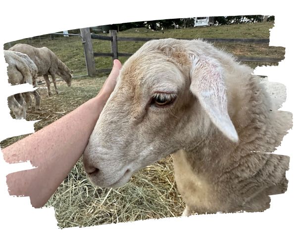 Sponsor a rescued farm animal Sponsor of a rescued lamb stroking his face.