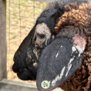 Dotty Rescued Sheep Farm Animal Rescue