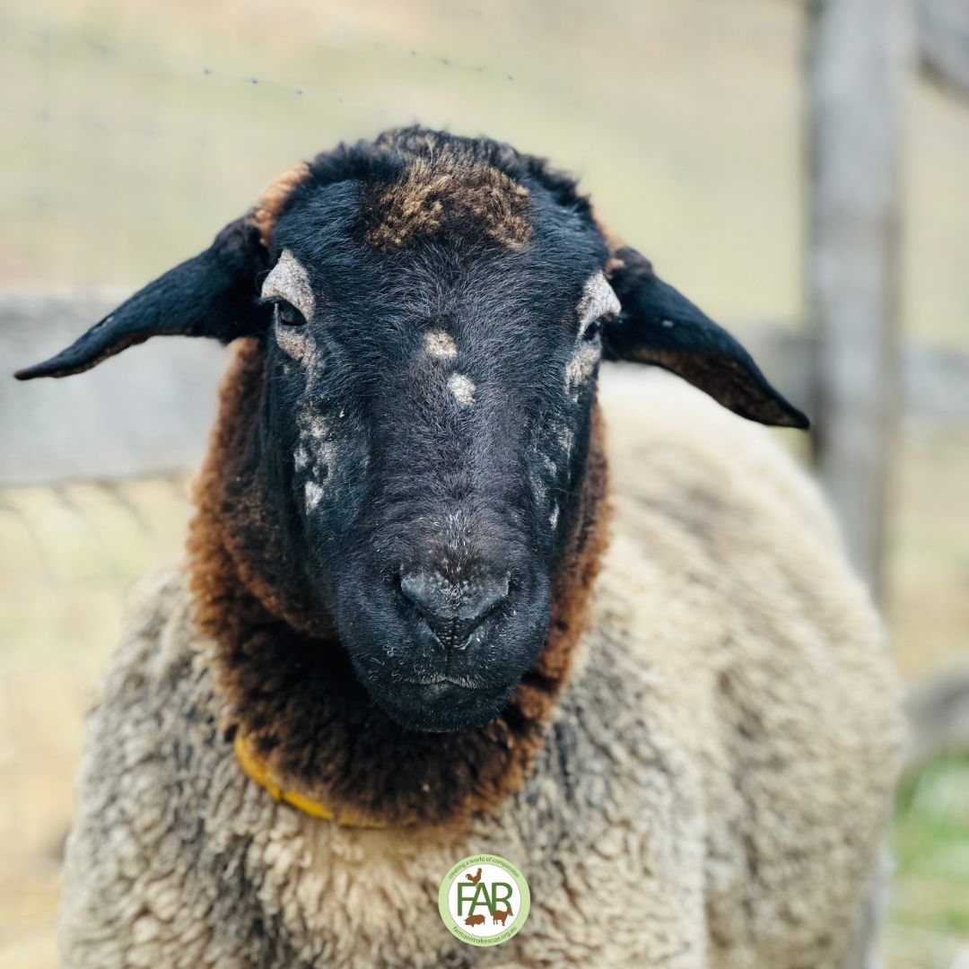 Dotty Rescued Sheep Farm Animal Rescue