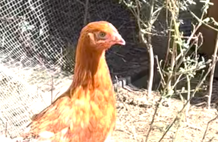 Henrielle rescued chicken