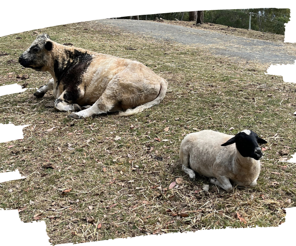 Murray and Koa on sparse grass August 2023