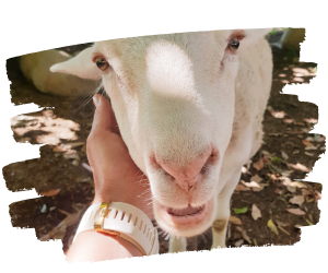 Rescued lamb Lola being patted by her sponsor on an open day tour