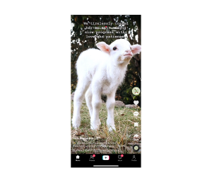 Farm Animal Rescue on TikTok
