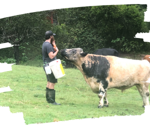 Work with rescued farm animals. Animal carer takes an apple treat to Kane.