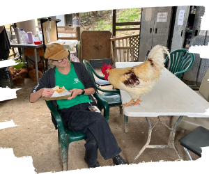 Animal care volunteers at Farm Animal Rescue. Carol shares her lunch with rescued rooster Phoenix.