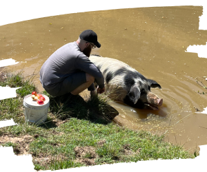 Work with rescued farm animals. Animal carer takes an apple treat to Kane.