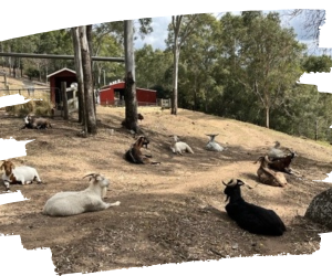 Goats relaxing at Farm Animal Rescue in drought