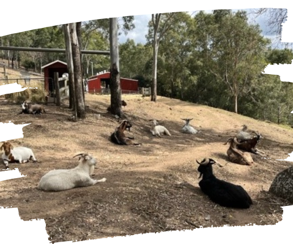 Goats relaxing at Farm Animal Rescue in drought
