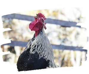 Rescued rooster Rocky loving life at sanctuary