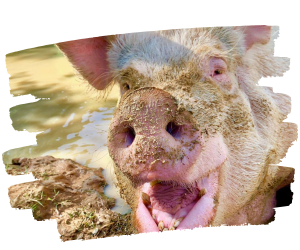 Rescued pig Ellen laughing into the camera while she basks in the dam