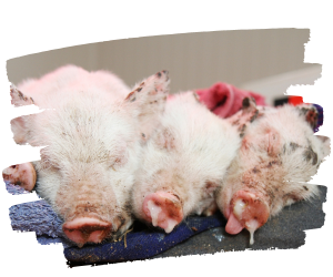 Sick piglets rescued by Farm Animal Rescue