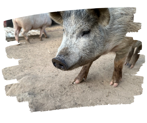 Arianna Silver Pig Farm Animal Rescue
