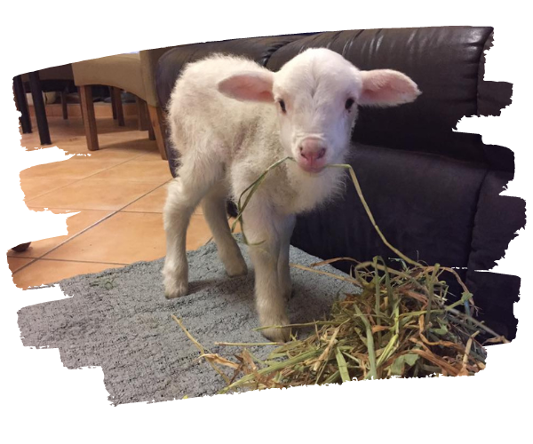 Starr Rescued Baby Lamb