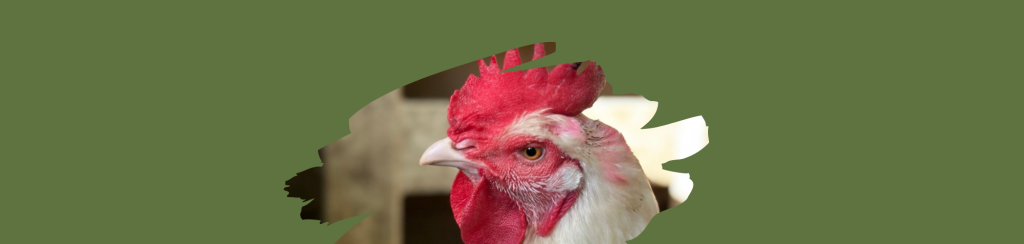 Rapsody Rescued Chicken