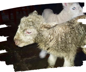 Rescued lamb Davis with dirty fleece