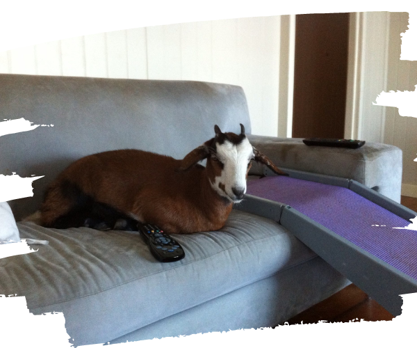 Baby goat Lucy shortly after rescue inside the home on 24 hour watch.