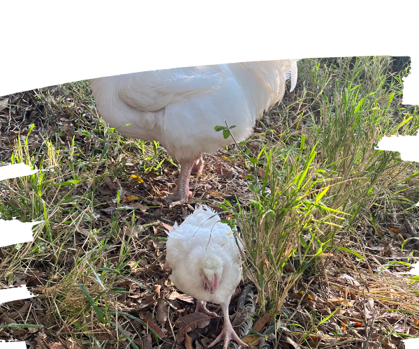 Avery the rescued chicken explores sanctuary life