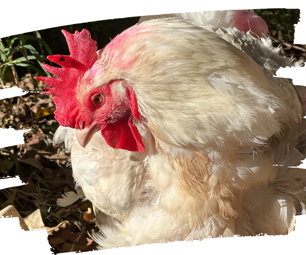 Rapsody rescued chicken