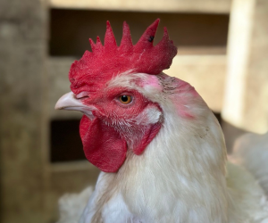 Rapsody rescued meat chicken