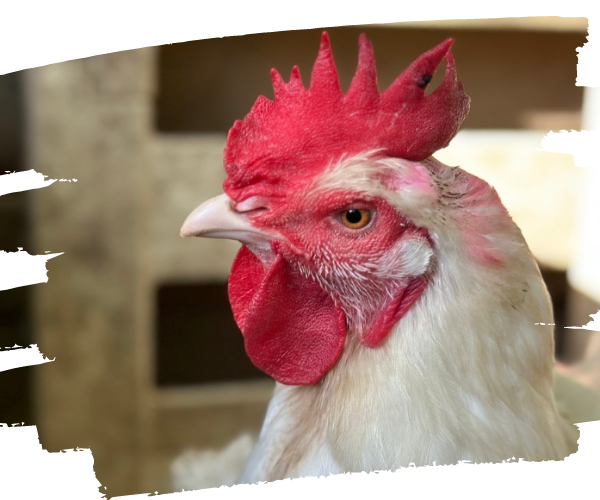 Rapsody Rescued meat Chicken