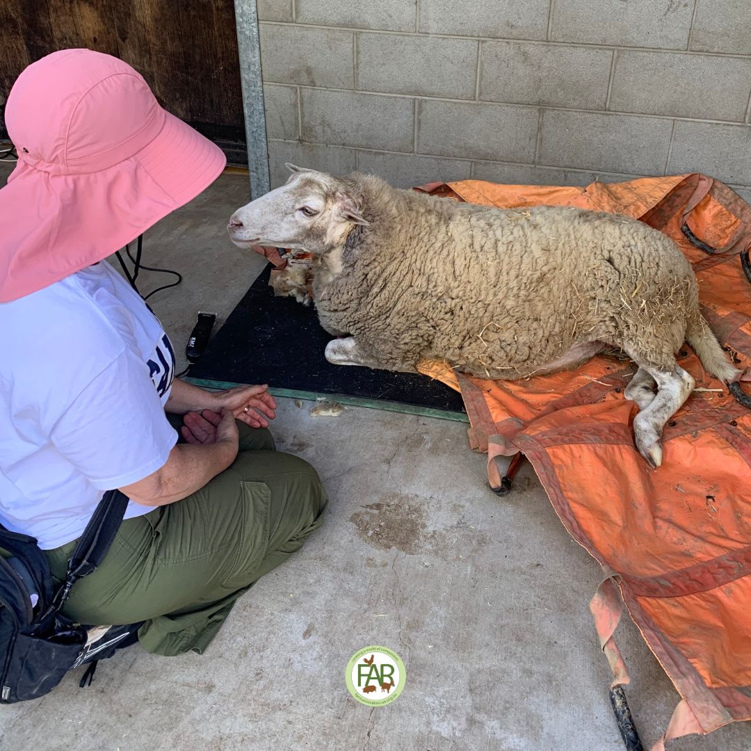 rescued sheep with the volunteer at vet clinic