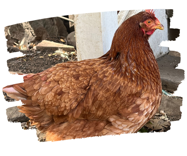 Button Rescued Chicken