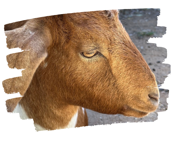 Hazel Rescued Goat Hazel Rescued Goat