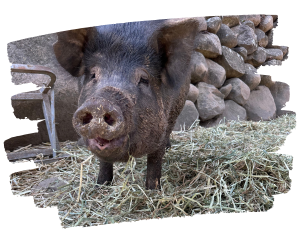 Paris the rescued pig Farm Animal Rescue