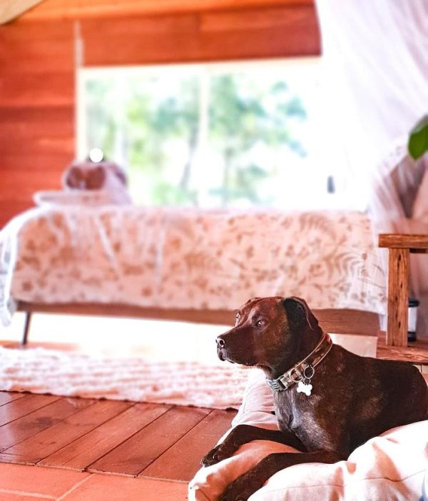 Raffle - 3 Nights at Pet Friendly Wombat Creek Eco Retreat - Image 6