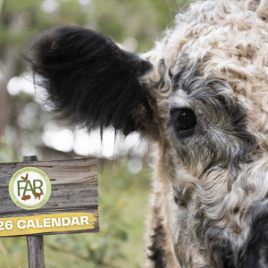 Calendar 2026