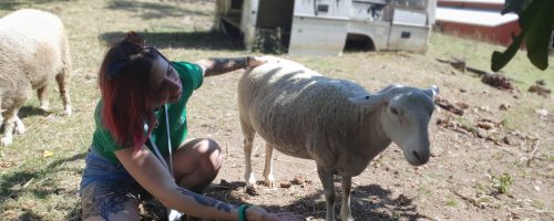 Sarah and rescued sheep