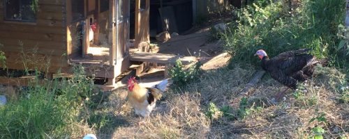 Bubble outside the chicken coop at sanctuary