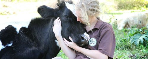 Rescued Cow Cale and Sally