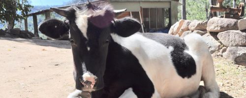Cale Calf
