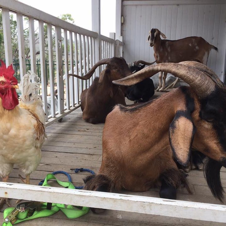 Colin ad the goats Colin and goats