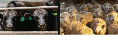 East Kooroon Feedlot