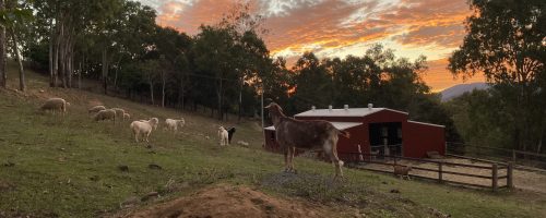 FAR Sanctuary at Sunset with goats