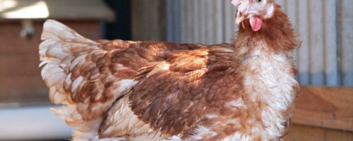Hen
