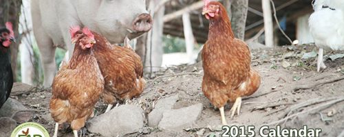 2015 Farm Animal Rescue Calendar Cover