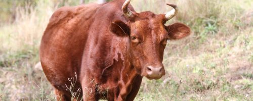 Coco rescued cow Farm Animal Rescue