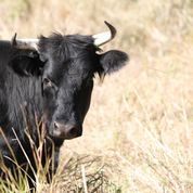 Ferdinand #1 Ferdinand