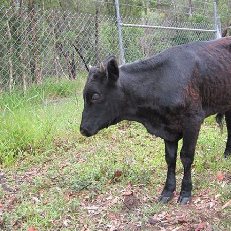 Ferdinand at rescue Ferdinand