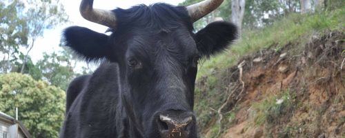 Ferdinand rescued steer